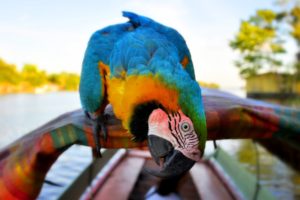 macaw, Parrot, Bird, Tropical,  90
