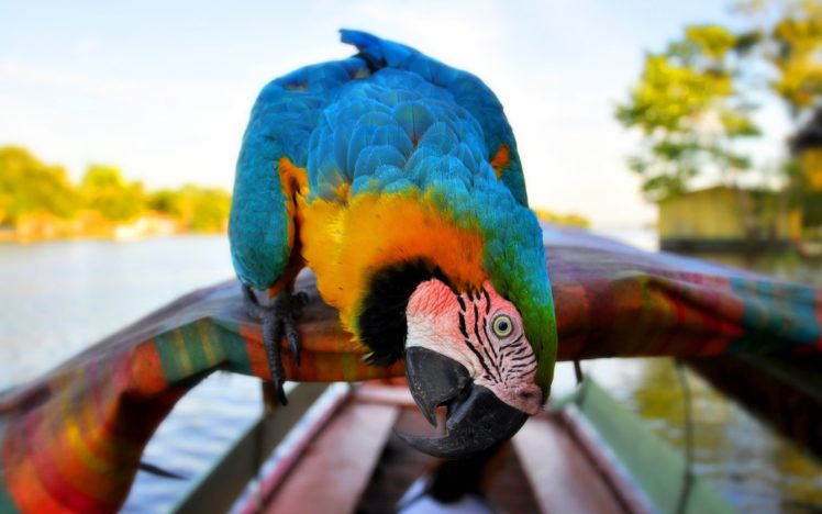 macaw, Parrot, Bird, Tropical,  90 HD Wallpaper Desktop Background
