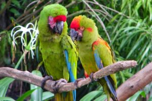 macaw, Parrot, Bird, Tropical,  2