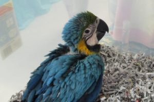 macaw, Parrot, Bird, Tropical,  3