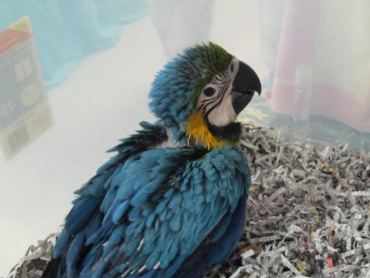 macaw, Parrot, Bird, Tropical,  3 HD Wallpaper Desktop Background