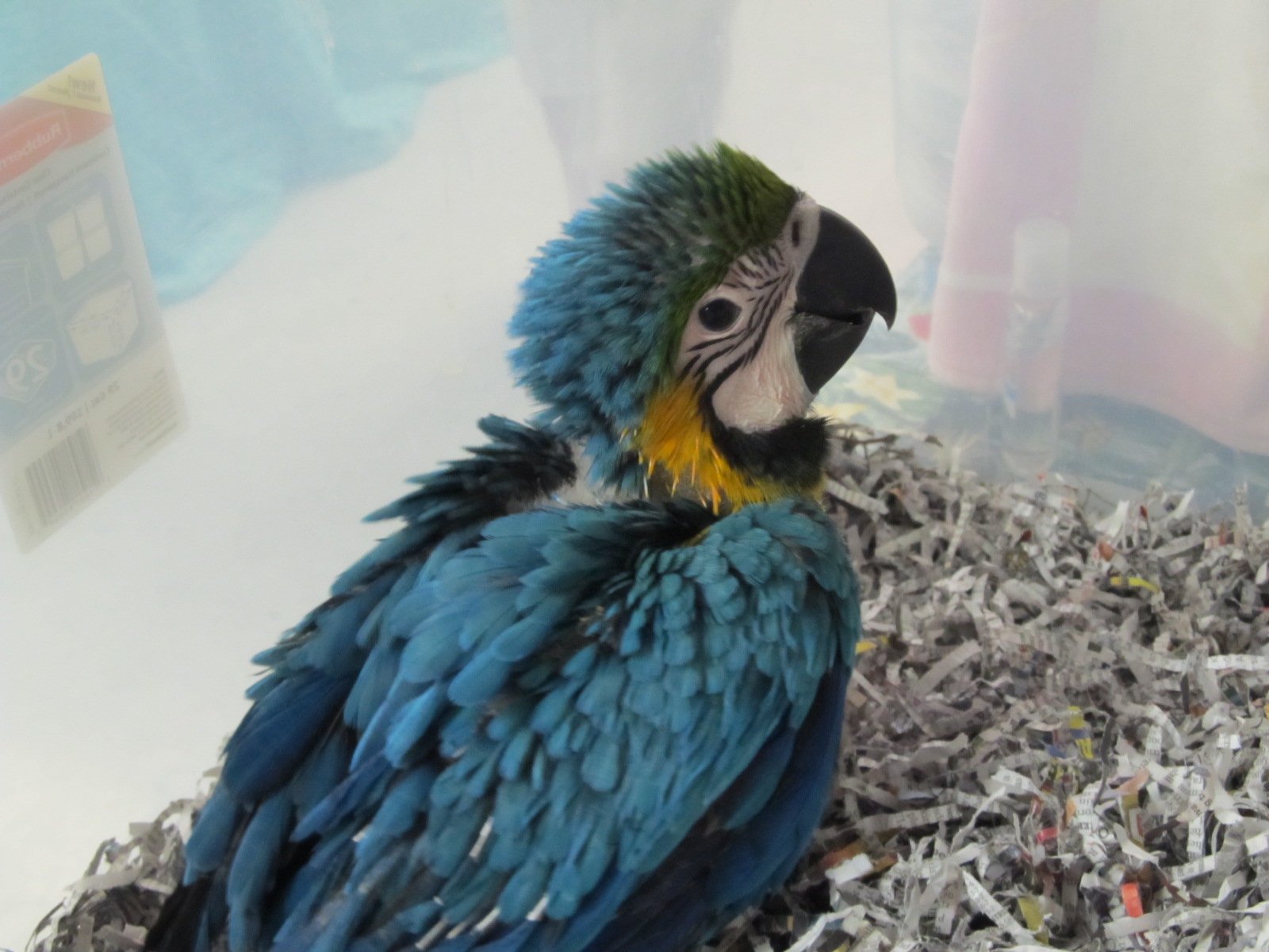 macaw, Parrot, Bird, Tropical,  3 Wallpaper