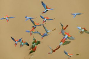 macaw, Parrot, Bird, Tropical,  9
