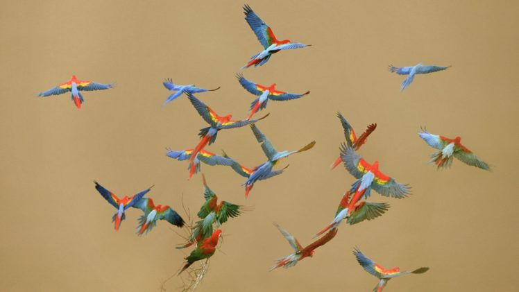 macaw, Parrot, Bird, Tropical,  9 HD Wallpaper Desktop Background