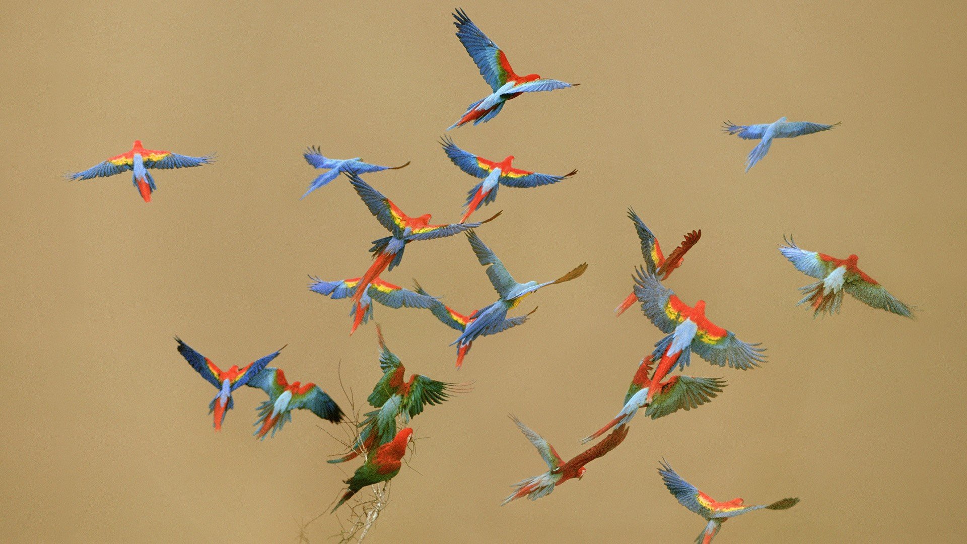 macaw, Parrot, Bird, Tropical,  9 Wallpaper