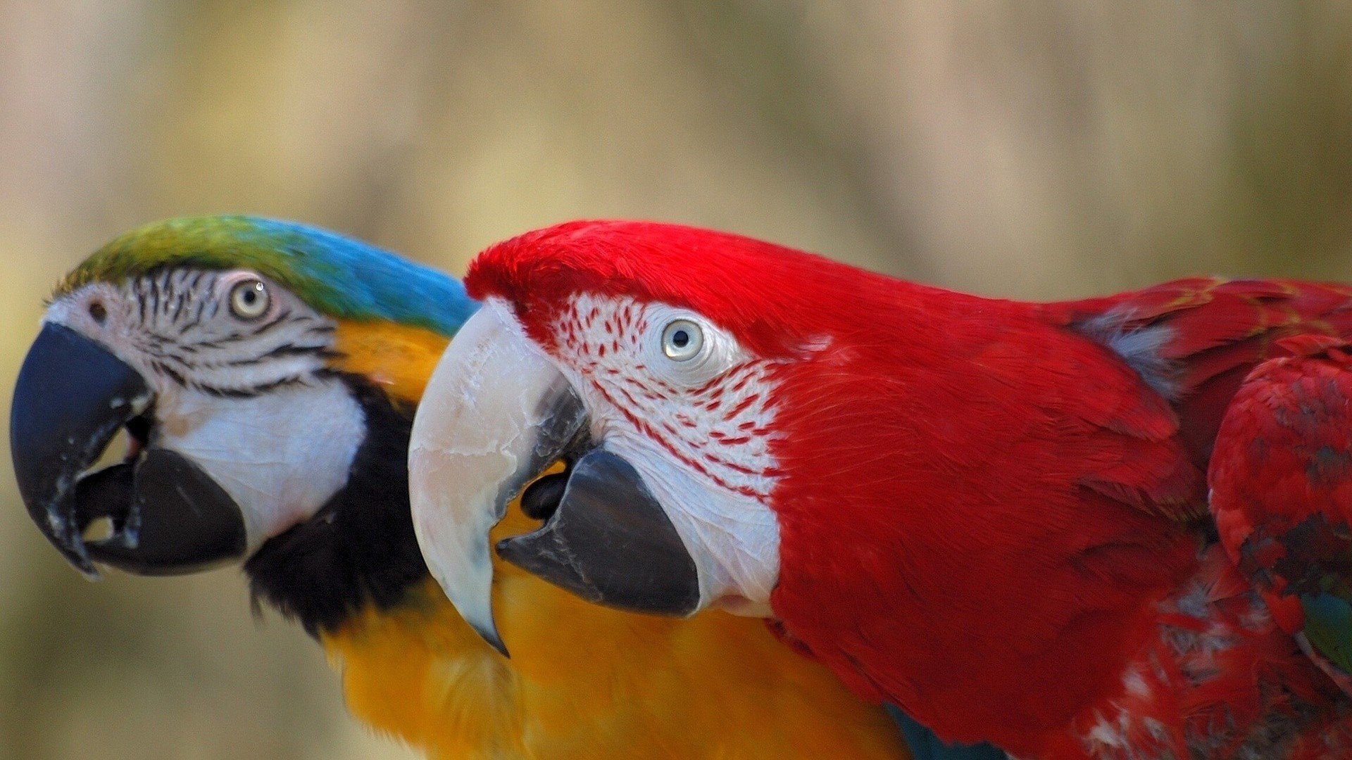 macaw, Parrot, Bird, Tropical,  10 Wallpaper