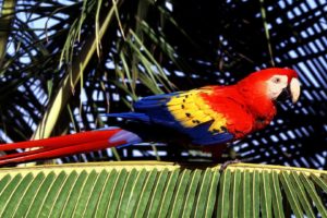 macaw, Parrot, Bird, Tropical,  8