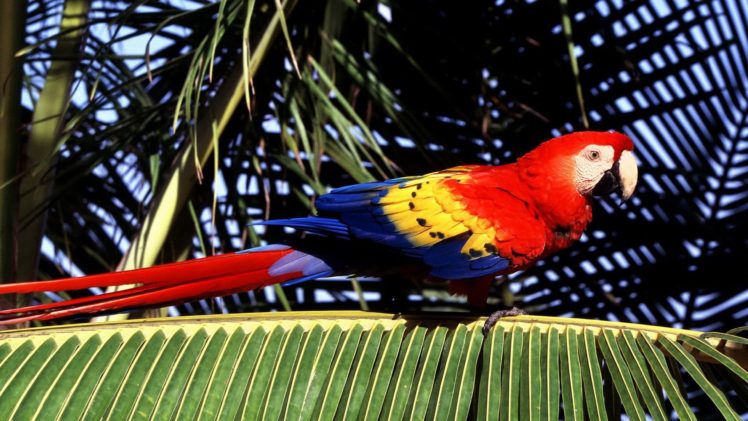 macaw, Parrot, Bird, Tropical,  8 HD Wallpaper Desktop Background