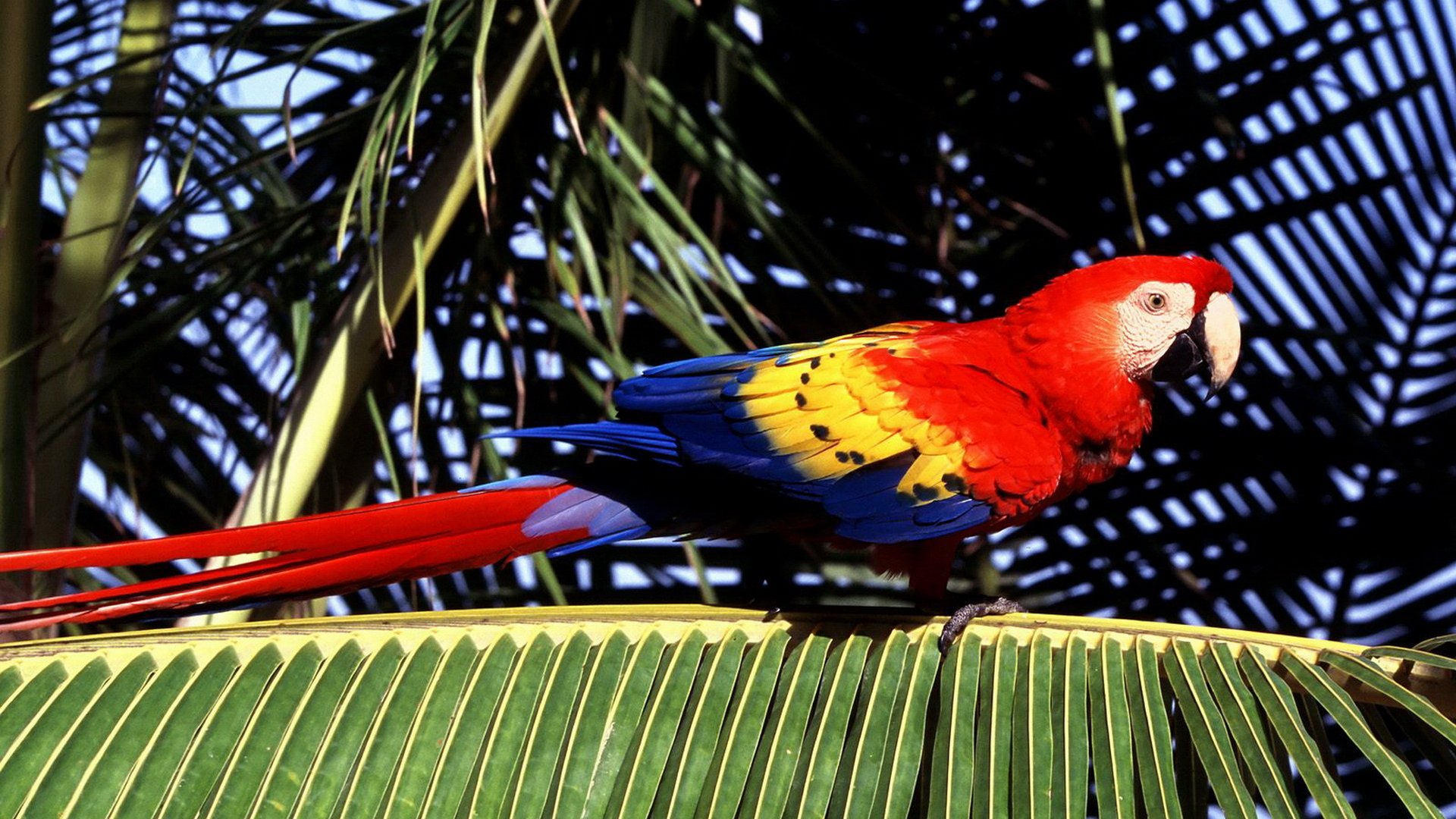 macaw, Parrot, Bird, Tropical,  8 Wallpaper