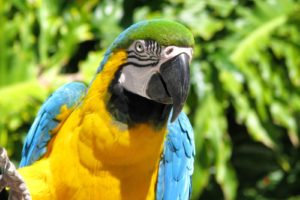 macaw, Parrot, Bird, Tropical,  12