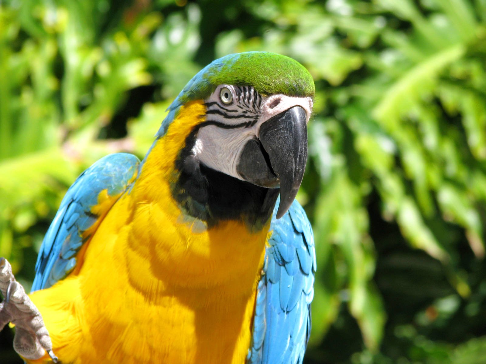 macaw, Parrot, Bird, Tropical,  12 Wallpaper