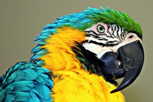 macaw, Parrot, Bird, Tropical,  14