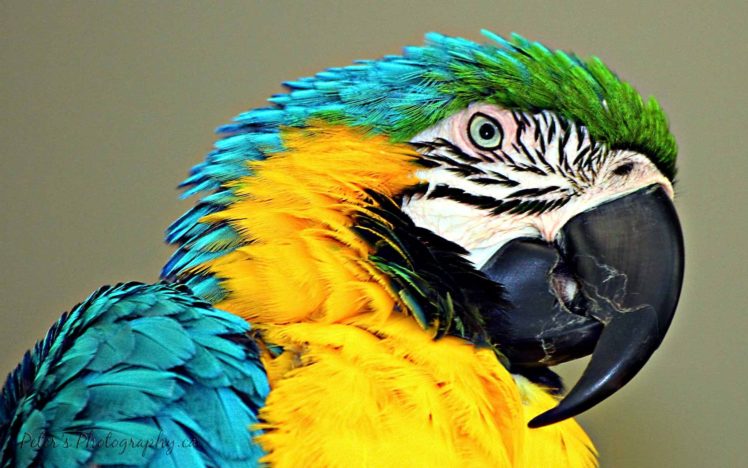 macaw, Parrot, Bird, Tropical,  14 HD Wallpaper Desktop Background