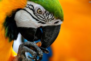 macaw, Parrot, Bird, Tropical,  19