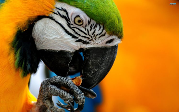 macaw, Parrot, Bird, Tropical,  19 HD Wallpaper Desktop Background