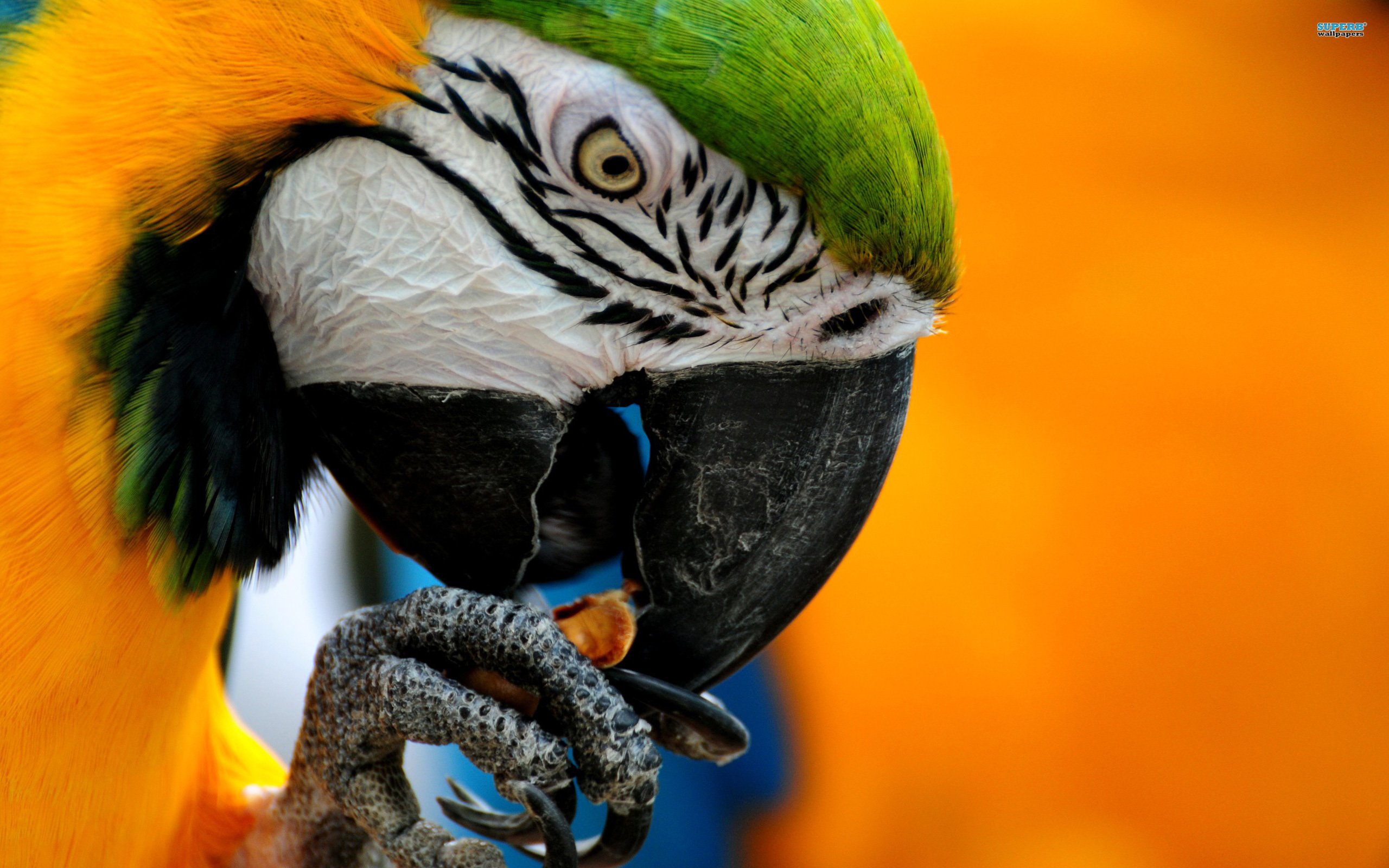macaw, Parrot, Bird, Tropical,  19 Wallpaper