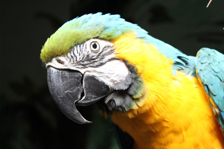 macaw, Parrot, Bird, Tropical,  13 HD Wallpaper Desktop Background