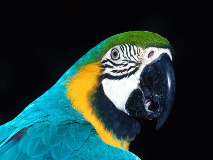 macaw, Parrot, Bird, Tropical,  22 HD Wallpaper Desktop Background