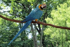 macaw, Parrot, Bird, Tropical,  15