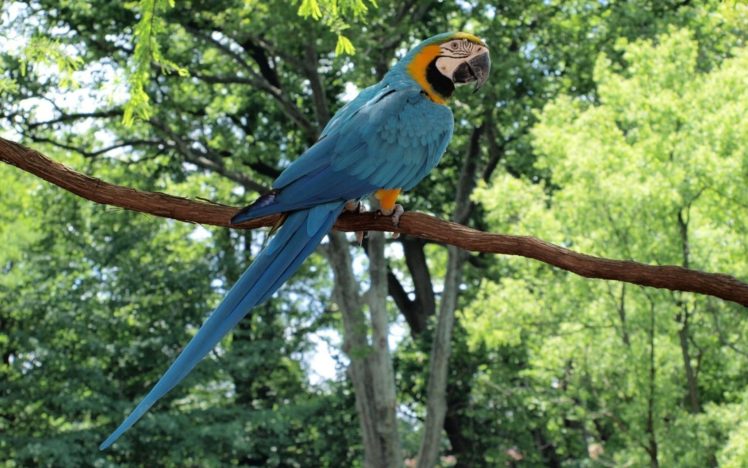 macaw, Parrot, Bird, Tropical,  15 HD Wallpaper Desktop Background