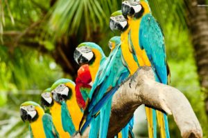 macaw, Parrot, Bird, Tropical,  17