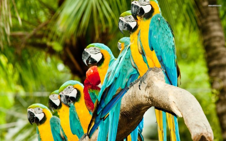 macaw, Parrot, Bird, Tropical,  17 HD Wallpaper Desktop Background