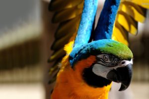 macaw, Parrot, Bird, Tropical,  18
