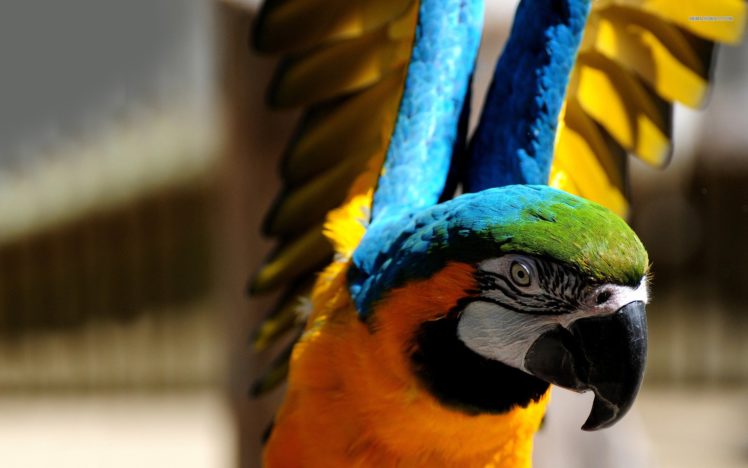 macaw, Parrot, Bird, Tropical,  18 HD Wallpaper Desktop Background