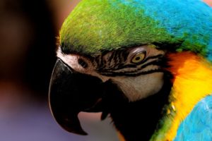 macaw, Parrot, Bird, Tropical,  21
