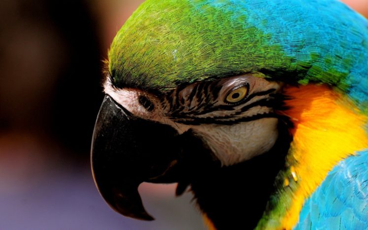 macaw, Parrot, Bird, Tropical,  21 HD Wallpaper Desktop Background