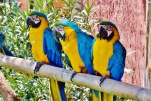 macaw, Parrot, Bird, Tropical,  23