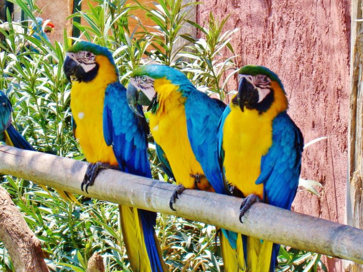 macaw, Parrot, Bird, Tropical,  23 HD Wallpaper Desktop Background