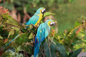 macaw, Parrot, Bird, Tropical,  25