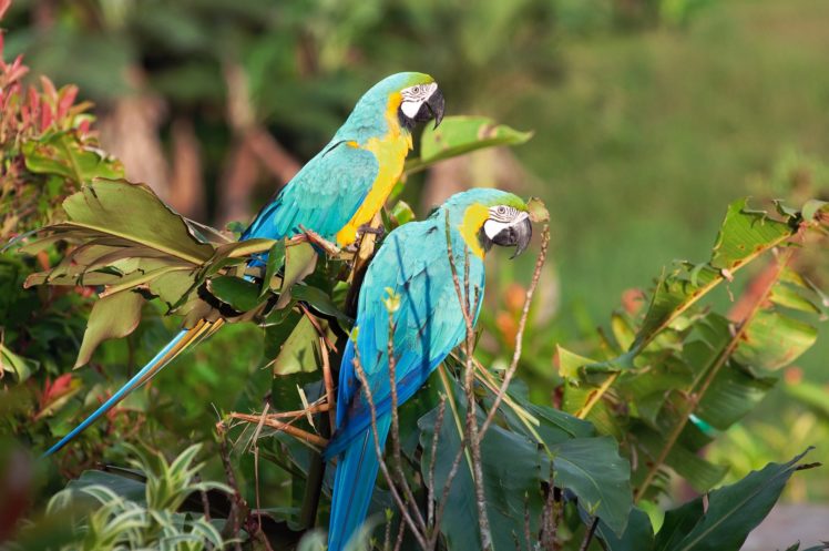 macaw, Parrot, Bird, Tropical,  25 HD Wallpaper Desktop Background