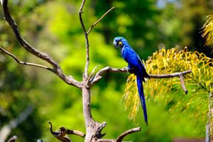 macaw, Parrot, Bird, Tropical,  26