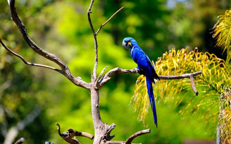 macaw, Parrot, Bird, Tropical,  26 HD Wallpaper Desktop Background
