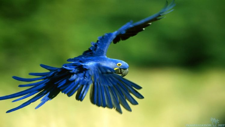macaw, Parrot, Bird, Tropical,  27 HD Wallpaper Desktop Background
