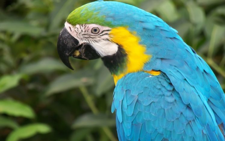 macaw, Parrot, Bird, Tropical,  28 HD Wallpaper Desktop Background