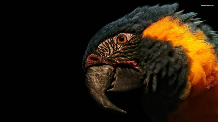 macaw, Parrot, Bird, Tropical,  30 HD Wallpaper Desktop Background