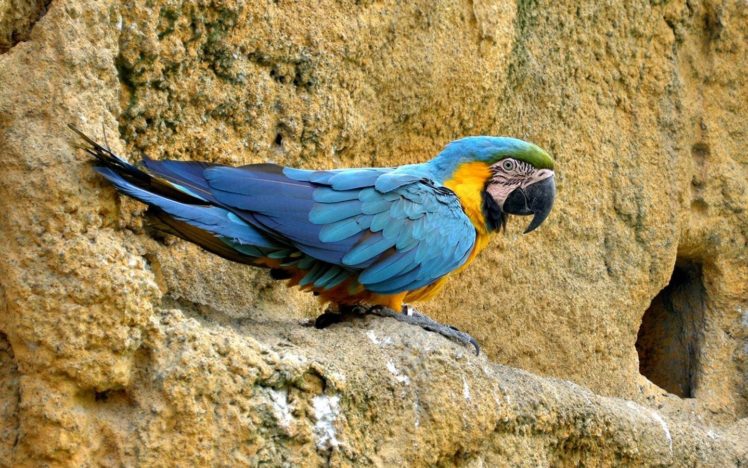 macaw, Parrot, Bird, Tropical,  29 HD Wallpaper Desktop Background