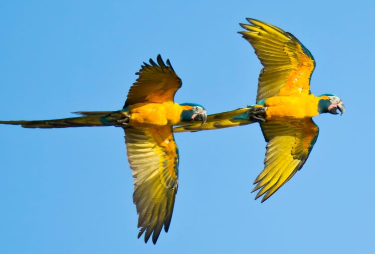 macaw, Parrot, Bird, Tropical,  31 HD Wallpaper Desktop Background