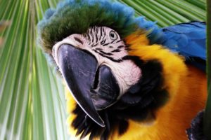 macaw, Parrot, Bird, Tropical,  36