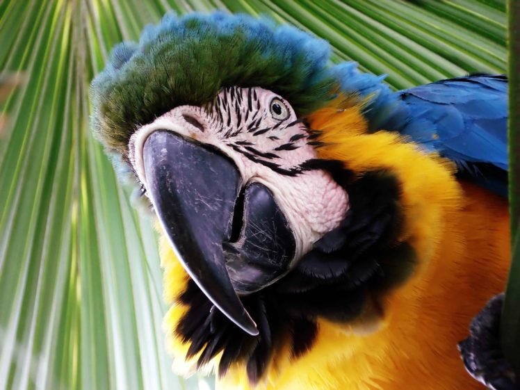 macaw, Parrot, Bird, Tropical,  36 HD Wallpaper Desktop Background