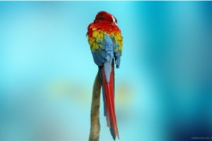 macaw, Parrot, Bird, Tropical,  35
