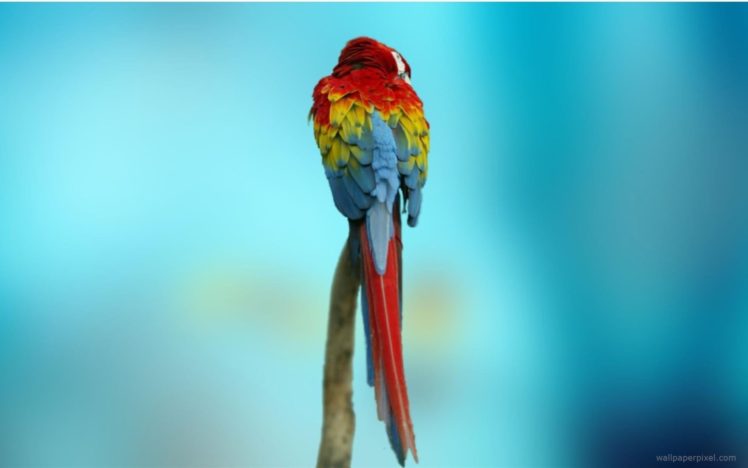 macaw, Parrot, Bird, Tropical,  35 HD Wallpaper Desktop Background