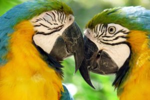 macaw, Parrot, Bird, Tropical,  32