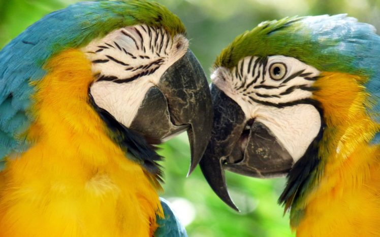 macaw, Parrot, Bird, Tropical,  32 HD Wallpaper Desktop Background