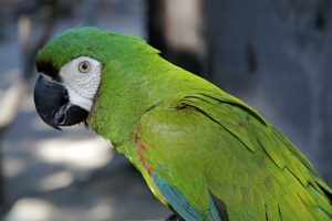 macaw, Parrot, Bird, Tropical,  33