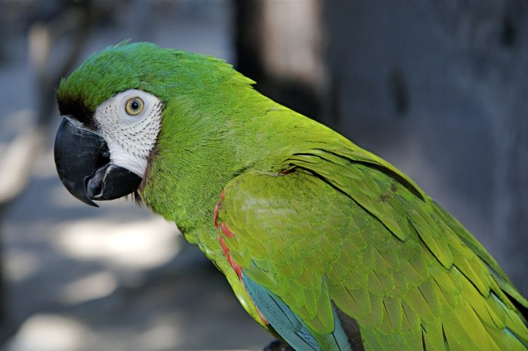 macaw, Parrot, Bird, Tropical,  33 HD Wallpaper Desktop Background