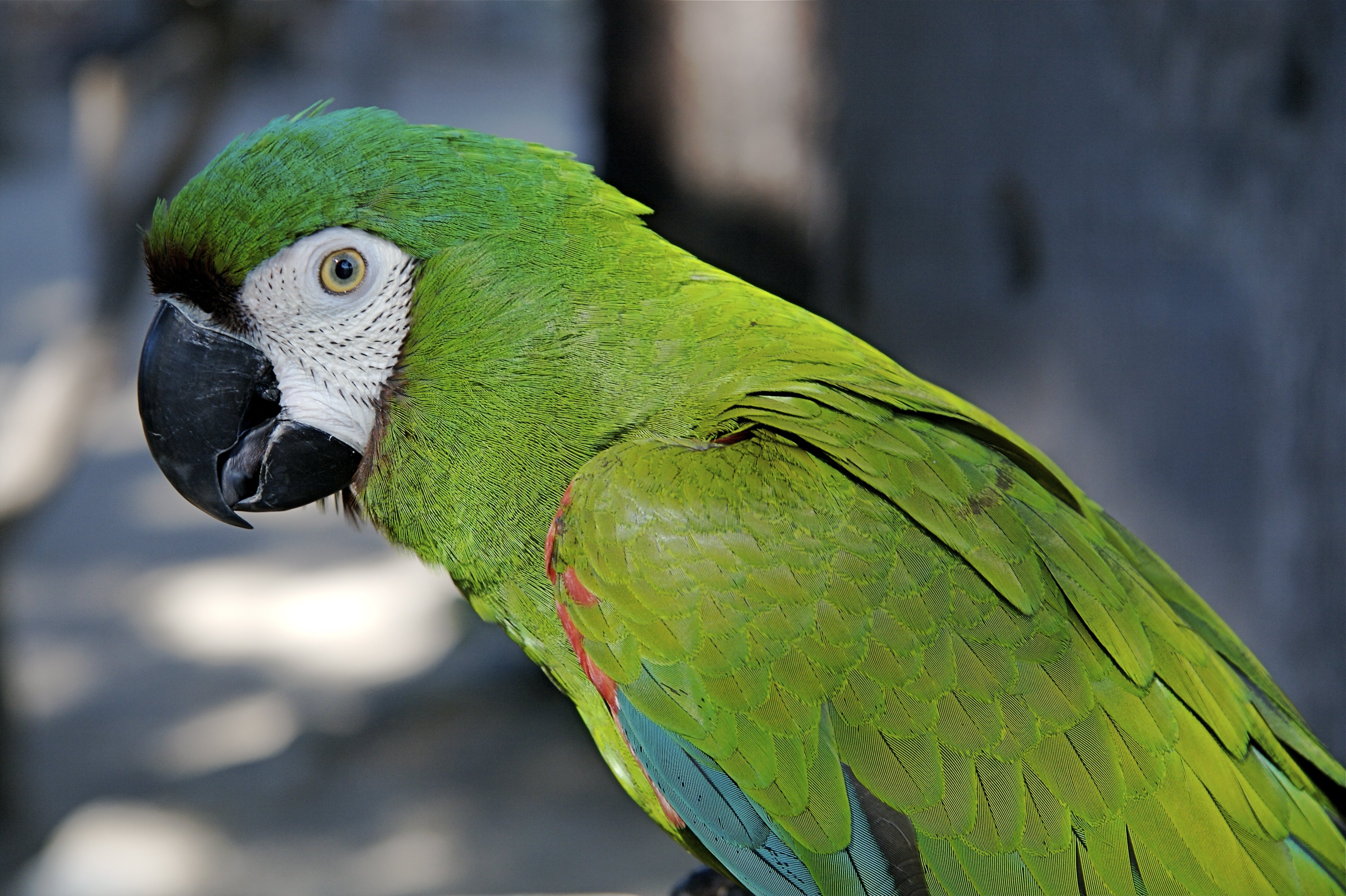 macaw, Parrot, Bird, Tropical,  33 Wallpaper